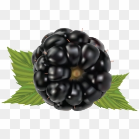 Mûre Clipart, HD Png Download - blackberries png
