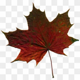 Kashmir Png, Transparent Png - red leaf png