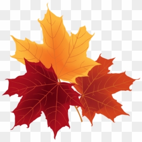 Png Autumn Leaves, Transparent Png - red leaf png