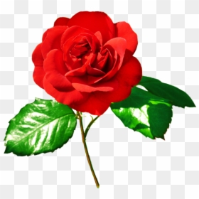 Red Rose Clipart Leaf Png - Rose With Leaves Png, Transparent Png - red leaf png