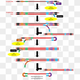 Initiation Step Of Rt-lamp Method - Loop Mediated Isothermal Amplification Diagram, HD Png Download - step png