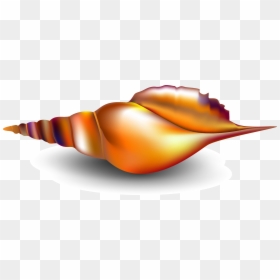 Seashell Conch Mollusc Shell - เวก เตอร์ หอย สังข์, HD Png Download - conch png