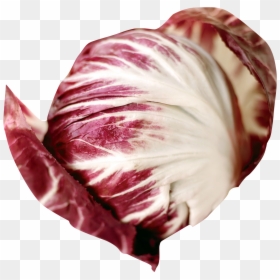 Radicchio Vegetable Png, Transparent Png - red leaf png