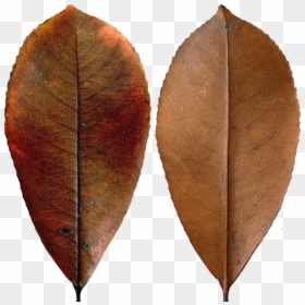 Dark Red Leaf - Dark Leaf Png, Transparent Png - red leaf png