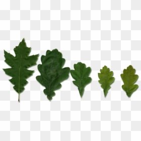 Quercus Leaves - Gambel Oak, HD Png Download - red leaf png