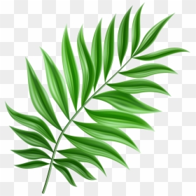 Green Palm Leaf Png - Palm Leaf Clipart Png, Transparent Png - leaf clip art png