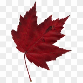 Japanese Maple Leaves Transparent, HD Png Download - red leaf png