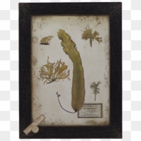 Vintage Style Botanical Print, Seaweed In Black Wooden - Eurasian Red Squirrel, HD Png Download - vintage black frame png