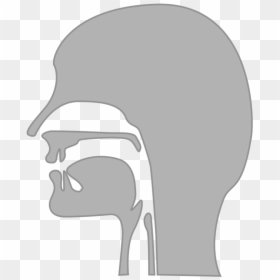 Midsagittal Diagram Of Vocal Tract, HD Png Download - puntos png