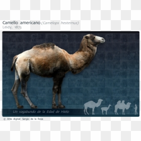 Arabian Camel, HD Png Download - hielo png