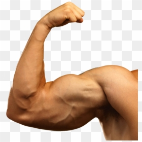 Muscle Arms Png - Big Arm Muscles, Transparent Png - muscle arms png