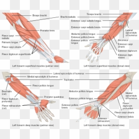 Muscles Of Elbow And Forearm, HD Png Download - muscle arms png