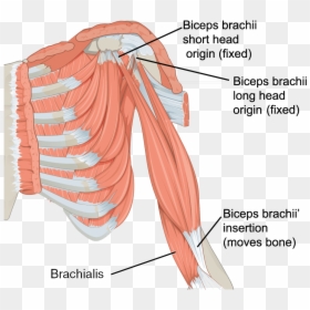 Biceps Brachii Short Head, HD Png Download - muscle arms png