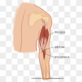 Triceps Anconeus, HD Png Download - muscle arms png