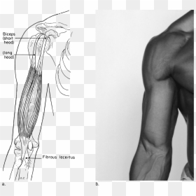 Sketch, HD Png Download - muscle arms png