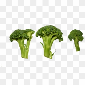 Broccoli, Clippings, Vegetables - Broccoli Top View Png, Transparent Png - brocoli png