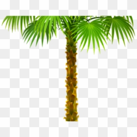 Palm Trees Clip Art Portable Network Graphics Branch - Clipart Of Palm Tree, HD Png Download - palm tree.png
