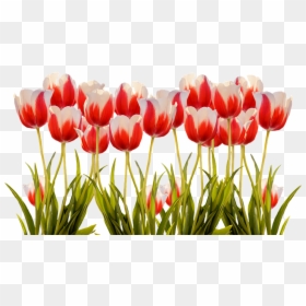 Tulips, Spring, Nature, Flower, Flowers, Red, Colorful - Colorful Spring Flowers Png, Transparent Png - colorful flowers png