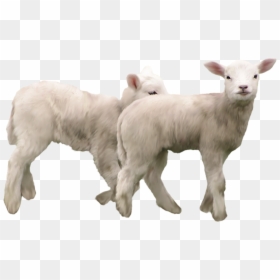 Lamb Png, Transparent Png - farm animals png