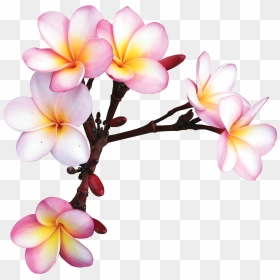 Фотки Exotic Flowers, Tropical Flowers, Colorful Flowers, - Frangipani Drawing Transparent, HD Png Download - colorful flowers png