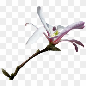 Lily, HD Png Download - branch png