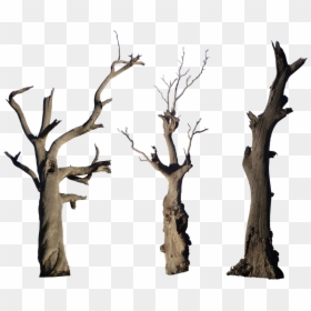 Old Tree Png Hd, Transparent Png - branch png