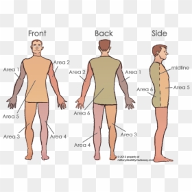 Torso Area, HD Png Download - scar png