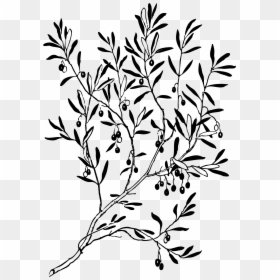 Olive Tree Black And White, HD Png Download - branch png