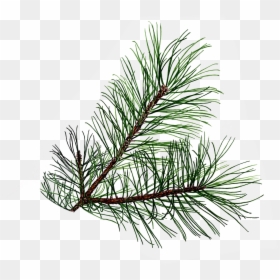 Pine Branch Png, Transparent Png - branch png