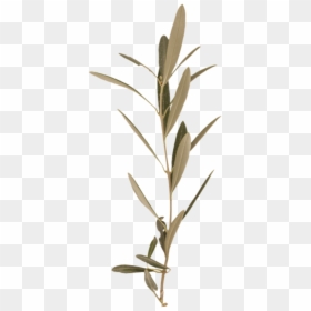 Twig, HD Png Download - branch png