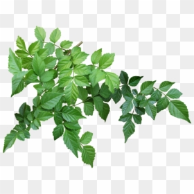 Tree Branch Leaves Png, Transparent Png - branch png