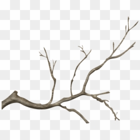Real Tree Branch Png, Transparent Png - branch png