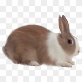 Rabbit Png, Transparent Png - rabbit png