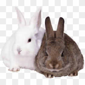 Transparent Background Rabbits Png, Png Download - rabbit png
