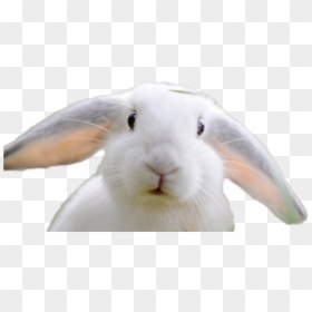 Domestic Rabbit, HD Png Download - rabbit png