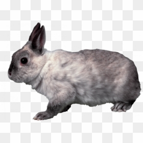 Grey Rabbit Transparent Background, HD Png Download - rabbit png