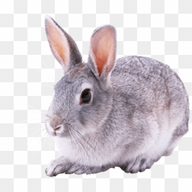 Grey Bunny Transparent Background, HD Png Download - rabbit png