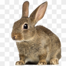 Rabbit White Background Free, HD Png Download - rabbit png