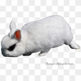 Bunny Gif Transparent Background, HD Png Download - rabbit png