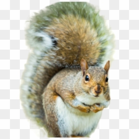 Tail Of A Squirrel, HD Png Download - squirrel png
