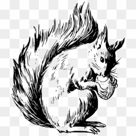 Red Squirrel Coloring Page, HD Png Download - squirrel png