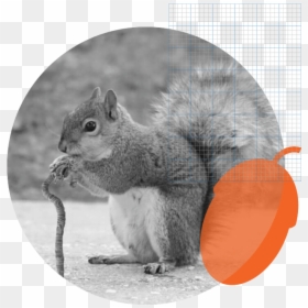 Squirrel With A Cane, HD Png Download - squirrel png