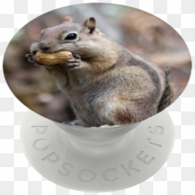 Fox Squirrel, HD Png Download - squirrel png