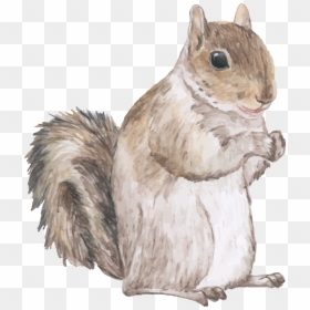 Squirrel Quotes, HD Png Download - squirrel png