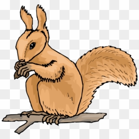 Animated Squirrel Clipart, HD Png Download - squirrel png