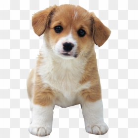 Cute Puppy Png, Transparent Png - puppy png