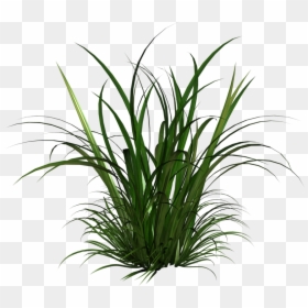 Transparent Tall Grass Texture, HD Png Download - tall grass png