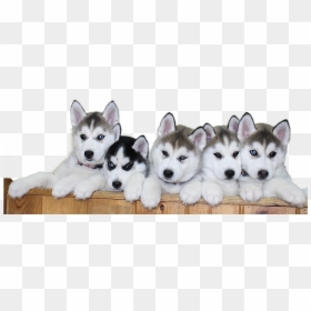 Siberian Husky Puppies Png, Transparent Png - puppy png
