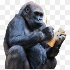 Affe Werkzeug, HD Png Download - gorilla png