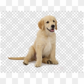 Golden Retriever Puppy Png, Transparent Png - puppy png